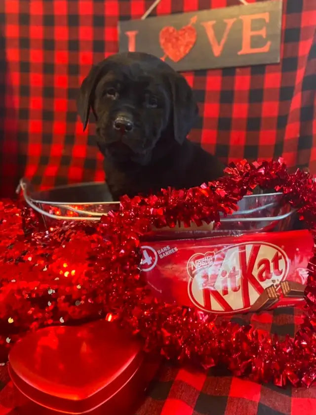 CKC Registered  Labrador Retriever Puppies - Photo 9