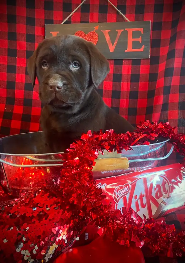 CKC Registered  Labrador Retriever Puppies - Photo 10
