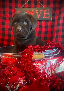 CKC Registered  Labrador Retriever Puppies - Photo 10
