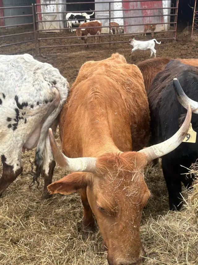 longhorn cow
