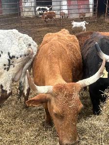 longhorn cow