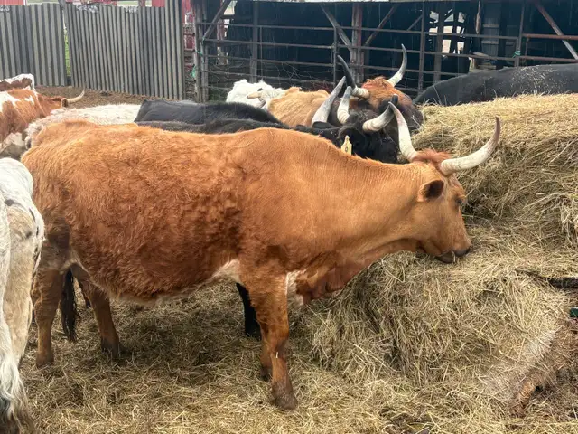 longhorn cow - Photo 2