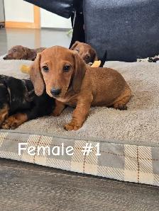 Dachshund Puppies - Photo 3