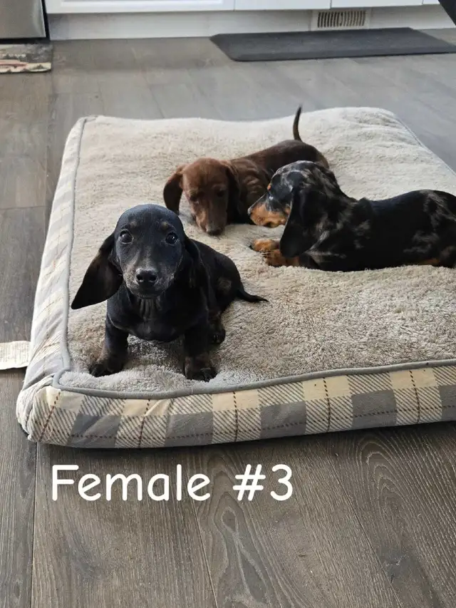 Dachshund Puppies - Photo 5