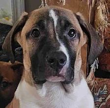 looking to find a home for this puppy