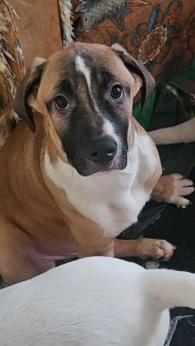 looking to find a home for this puppy - Photo 2