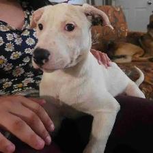 looking for a home for this puppy