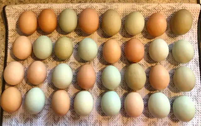 Farm eggs