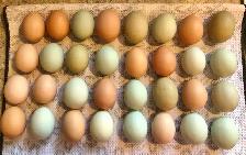 Farm eggs
