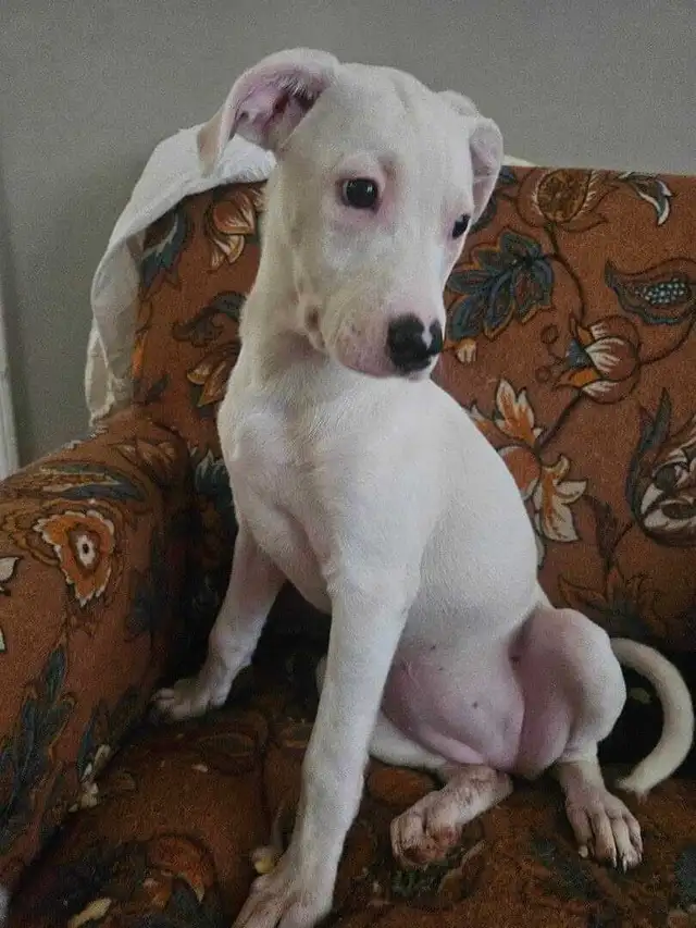 trying to find a home for this puppy