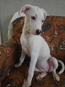 trying to find a home for this puppy