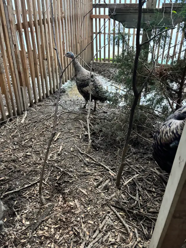 Narragansett turkey eggs