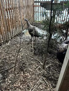 Narragansett turkey eggs