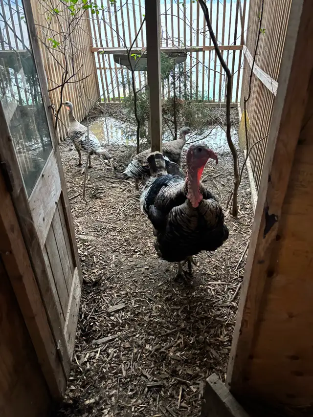 Narragansett turkey eggs - Photo 2