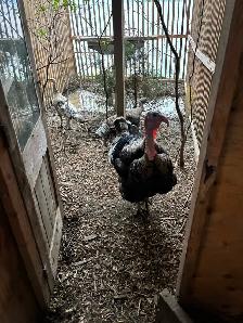 Narragansett turkey eggs - Photo 2