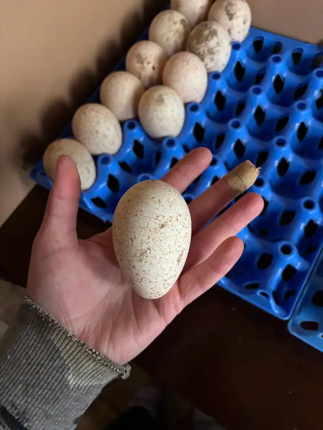 Narragansett turkey eggs - Photo 3