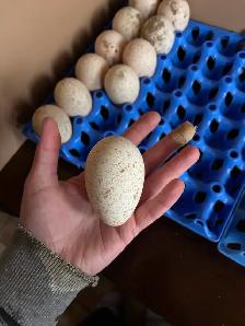 Narragansett turkey eggs - Photo 3