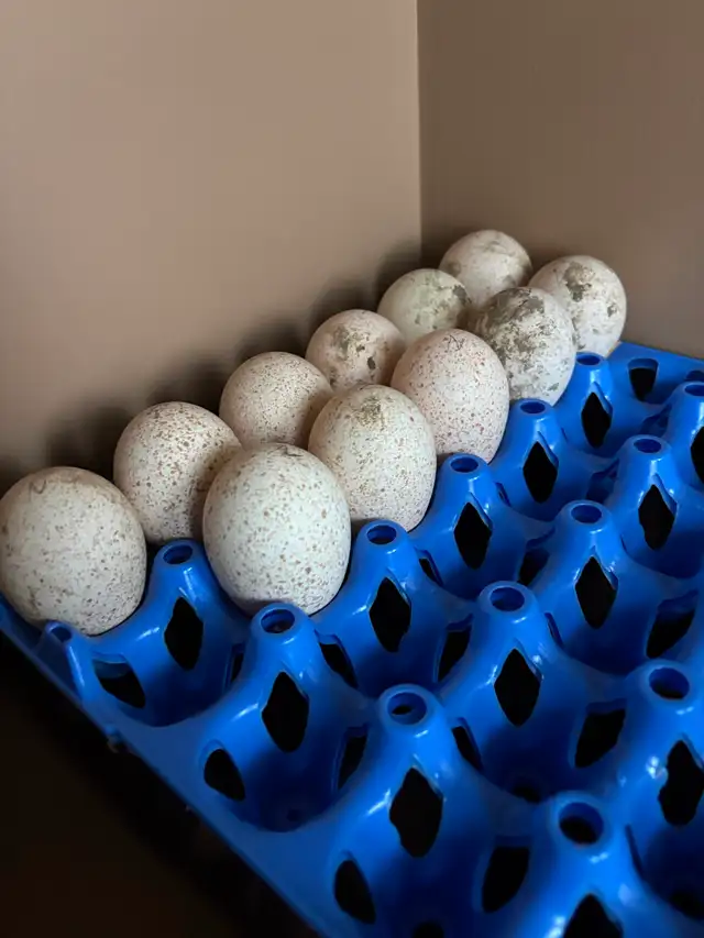 Narragansett turkey eggs - Photo 4