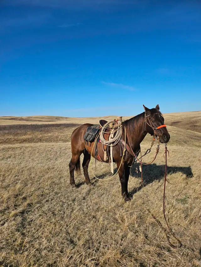 Ranch horse