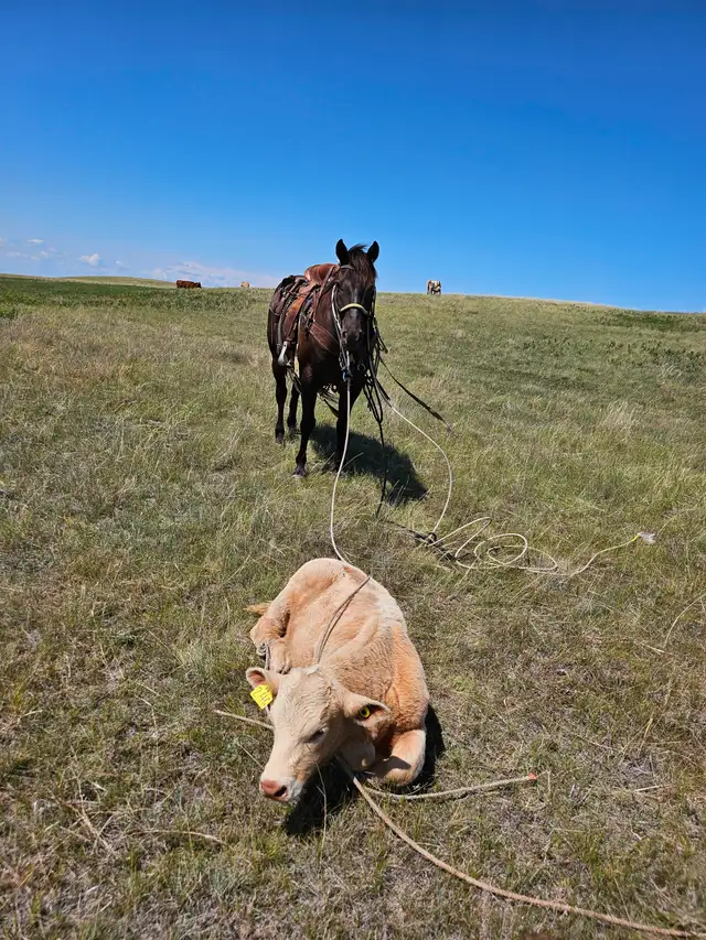 Ranch horse - Photo 3