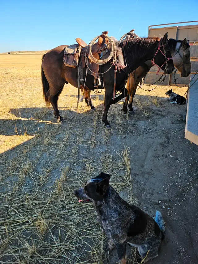 Ranch horse - Photo 4