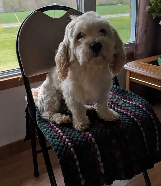 Male Adult Havanese