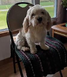 Male Adult Havanese