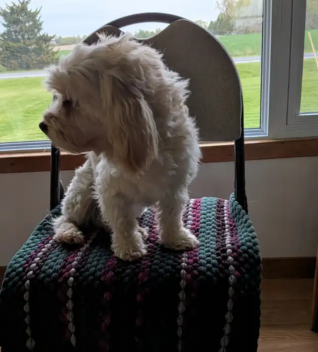 Male Adult Havanese - Photo 2