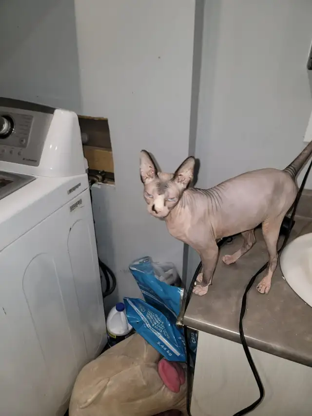 Chatte sphynx de 1 et demi