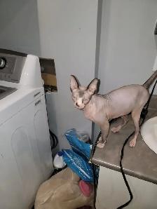 Chatte sphynx de 1 et demi