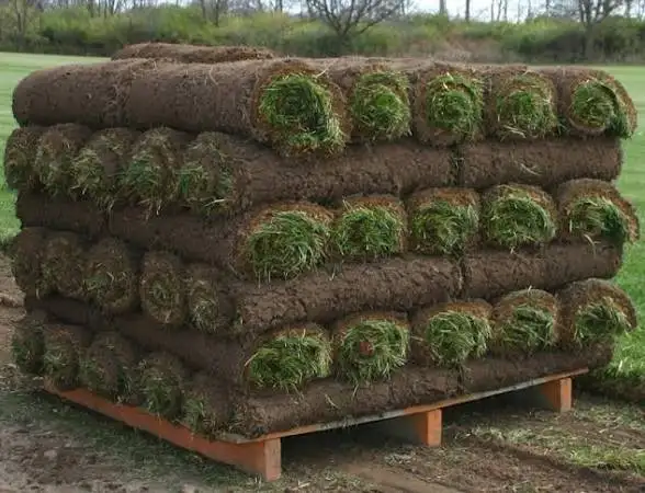 Professional Sod Installation Service