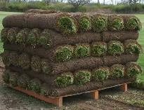 Professional Sod Installation Service