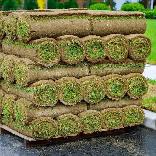 Expert Sod Installation Team