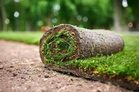 Expert Sod Installation Team - Photo 3
