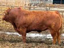 Limousin hfr bull
