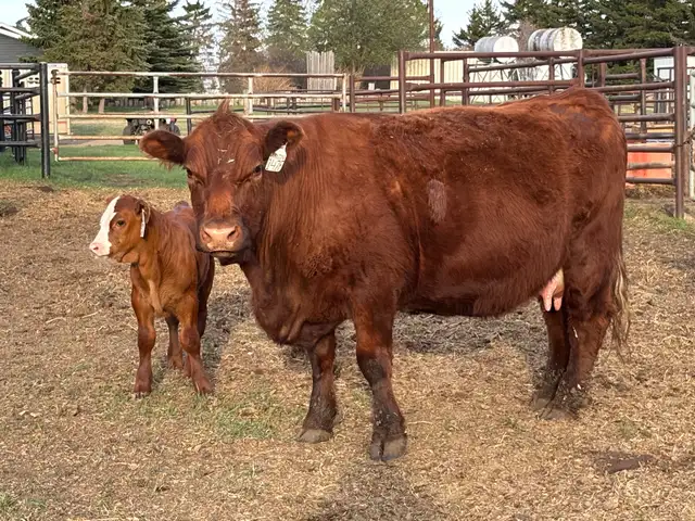 Simmental pairs