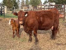 Simmental pairs