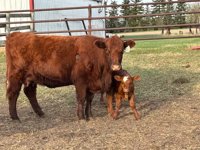 Simmental pairs - Photo 2