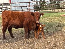 Simmental pairs - Photo 2