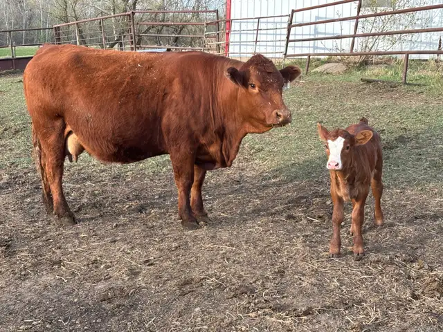 Simmental pairs - Photo 3