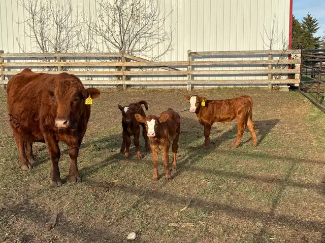 Simmental pairs - Photo 4
