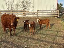 Simmental pairs - Photo 4