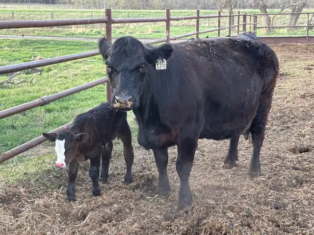 Simmental pairs - Photo 5
