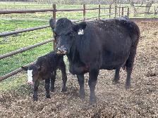 Simmental pairs - Photo 5