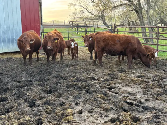 Simmental pairs - Photo 6
