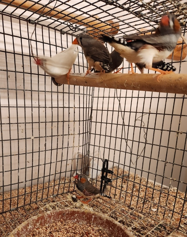 Zebra Finches for Sale