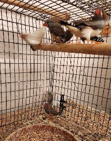 Zebra Finches for Sale