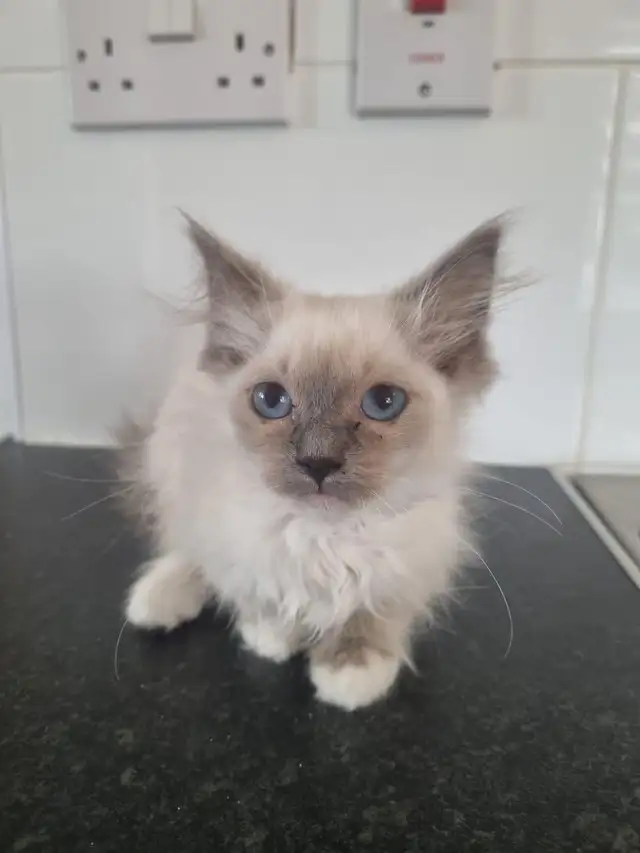 ADORABLE RAGDOLL KITTENS