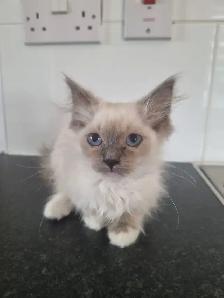 ADORABLE RAGDOLL KITTENS