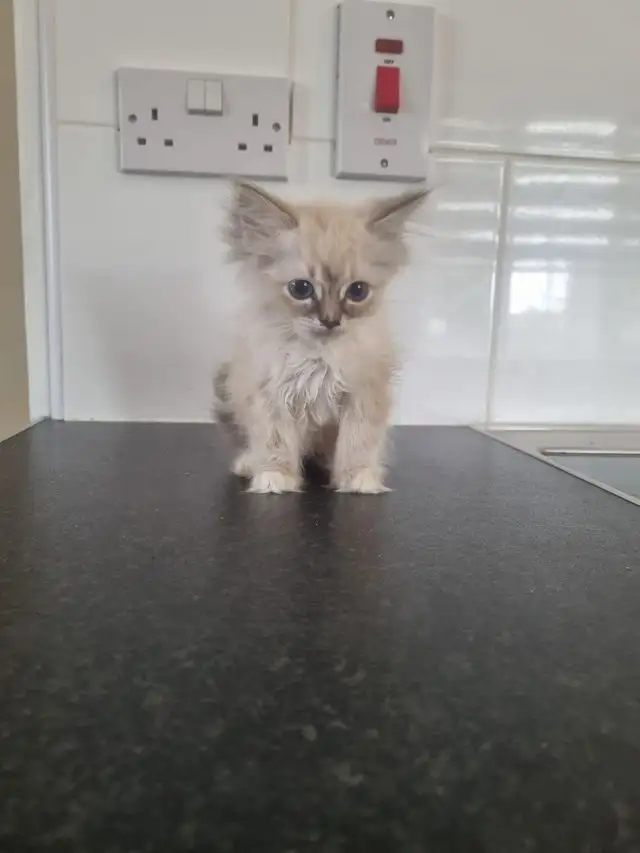 ADORABLE RAGDOLL KITTENS - Photo 2